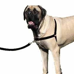 ���� ���� ����/Easy Walk ���� XL