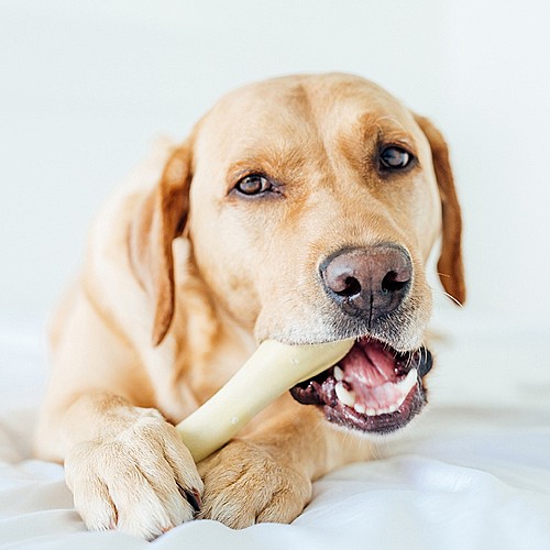����� ����� ����-���/Chick a Bone ������ 