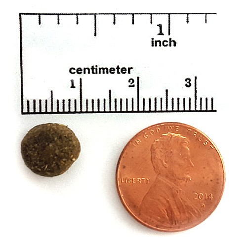 ���� ������/Canine Caviar ���� ��� ��� 