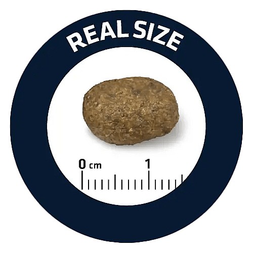 ������/ADVANCE ���� ������ - ����� �����