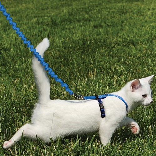 ���� ������ �����