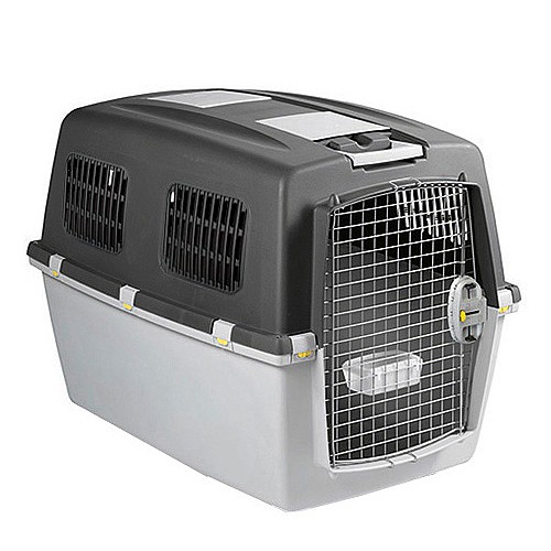 ������ ���� 4