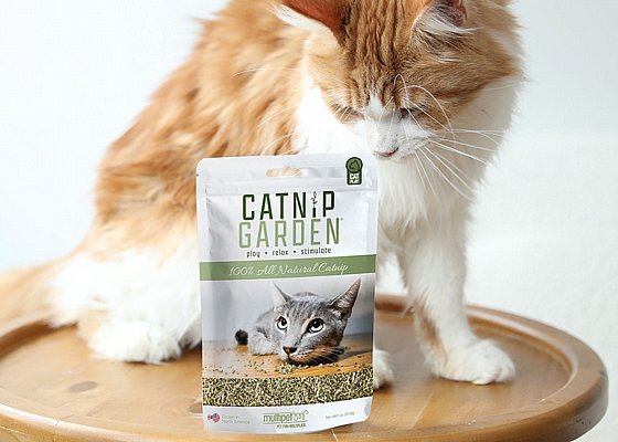 �����/Catnip