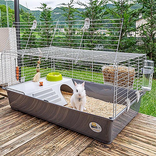 ���� ����� - ���� 100/Rabbit 100